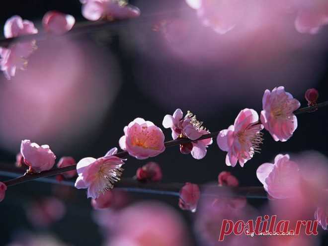 Pink Plum Blossom Pictures 6 - Wallcoo.net