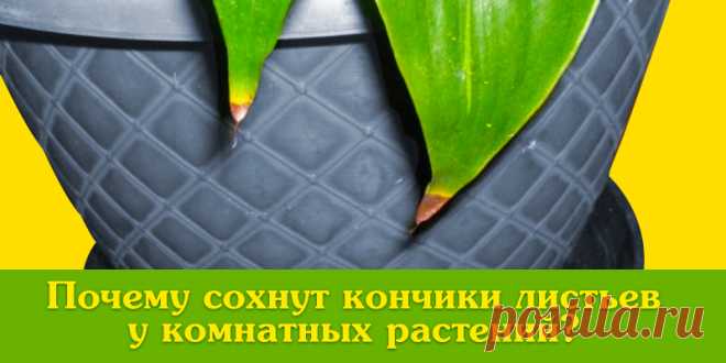 Почему сохнут кончики листьев у комнатных растений? | Полезные советы