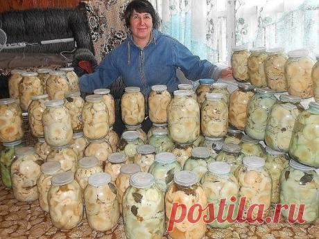 БАБУШКИНЫ РЕЦЕПТЫ ЗАСОЛКИ ГРУЗДЕЙ. 
Наверное трудно найти такого человека, который не любит соленых или маринованных грибов.. 
Многие хозяйки для заготовки грибов на зиму выбирают именно грузди, и это совершенно не удивительно, так как эти грибы действительно получаются очень вкусными. 
А вообще, мало кто знает, что груздь - это не совсем съедобный гриб. То есть, его легко можно назвать съедобным, но только после того, как он прошёл нужную обработку. Но зато грузди очень удобно собирать, в это