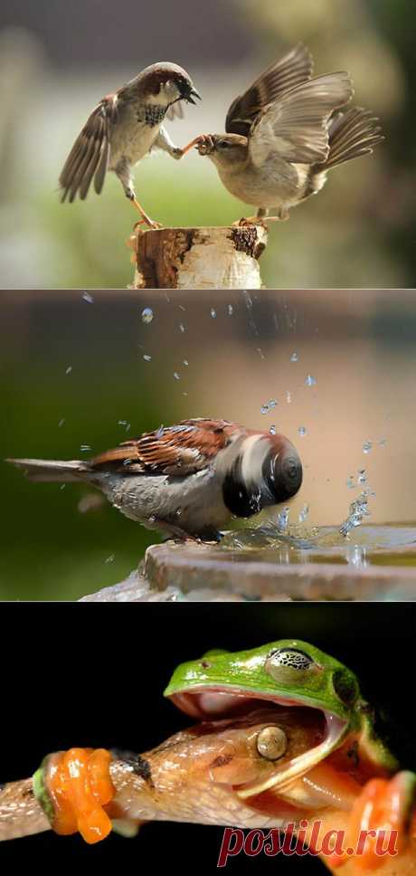 40 самых удачных фотографий животных, сделанных в нужный момент • НОВОСТИ В ФОТОГРАФИЯХ