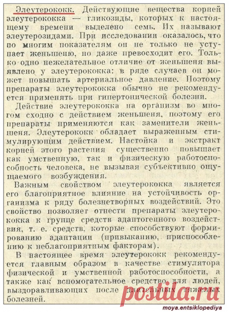 Элеутерококк