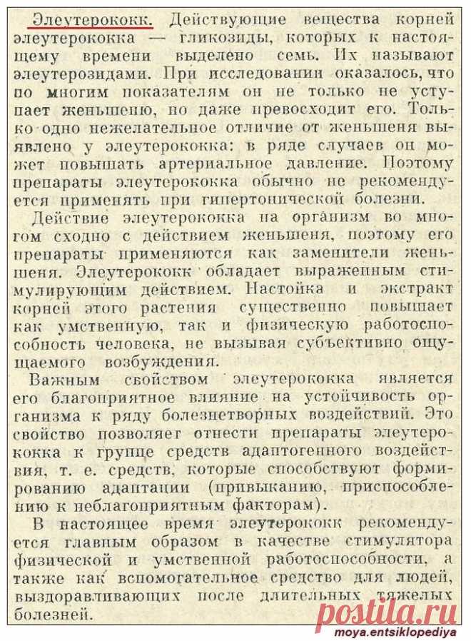 Элеутерококк