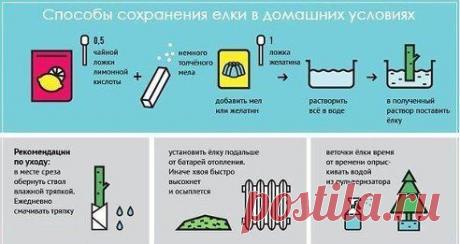 Как сохранить живую елку. Часть Вторая.