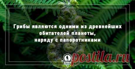 Неизвестные и интересные факты о грибах