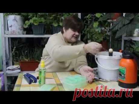Огурцы. Посадка