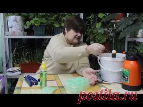 Огурцы. Посадка