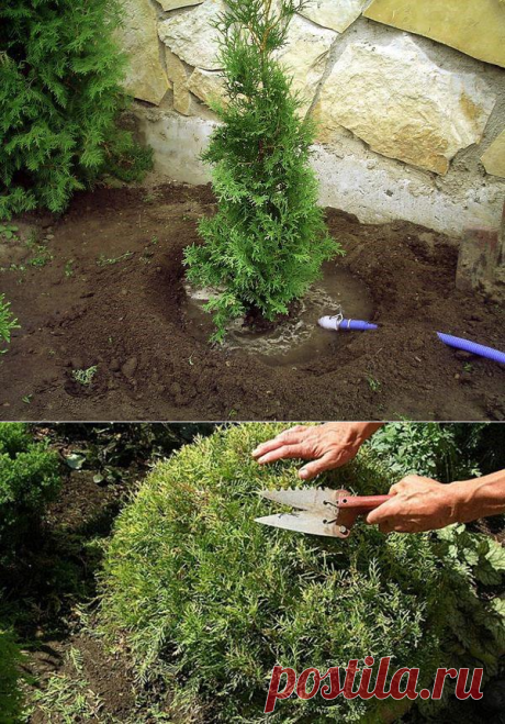 Посадка и уход за кипарисом в саду - как сажать, поливать, обрезка, видео