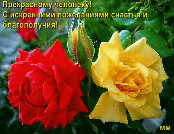 Популярные сегодня открытки на WhatsApp, Viber, в Одноклассники