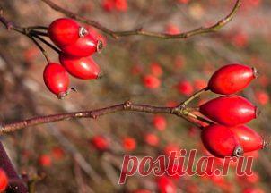 Шиповник — зимние витамины | БУДЕТ ВКУСНО!
Аптечные витамины зимой могут вам и не понадобиться, если использовать то, что подарила нам матушка-природа. Например, замороженные или сушёные ягоды шиповника — настоящий кладезь полезных веществ