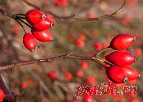 Шиповник — зимние витамины | БУДЕТ ВКУСНО!
Аптечные витамины зимой могут вам и не понадобиться, если использовать то, что подарила нам матушка-природа. Например, замороженные или сушёные ягоды шиповника — настоящий кладезь полезных веществ