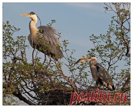 35PHOTO - VladimirD - Семейные сцены.