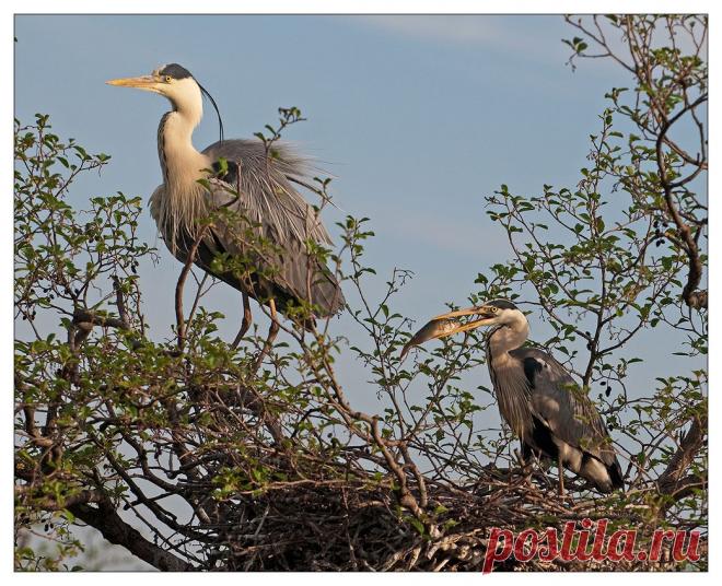 35PHOTO - VladimirD - Семейные сцены.