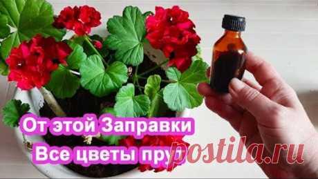 2 Бабушкиных "метода" Дать цветам подпитку в декабре Завалят цветением герань и фиалки.