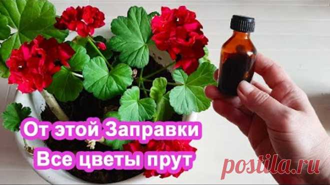 2 Бабушкиных 