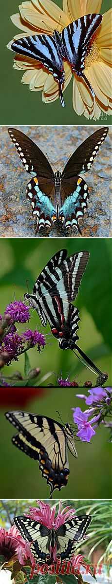 Zebra Swallowtail Butterfly | Butterflies