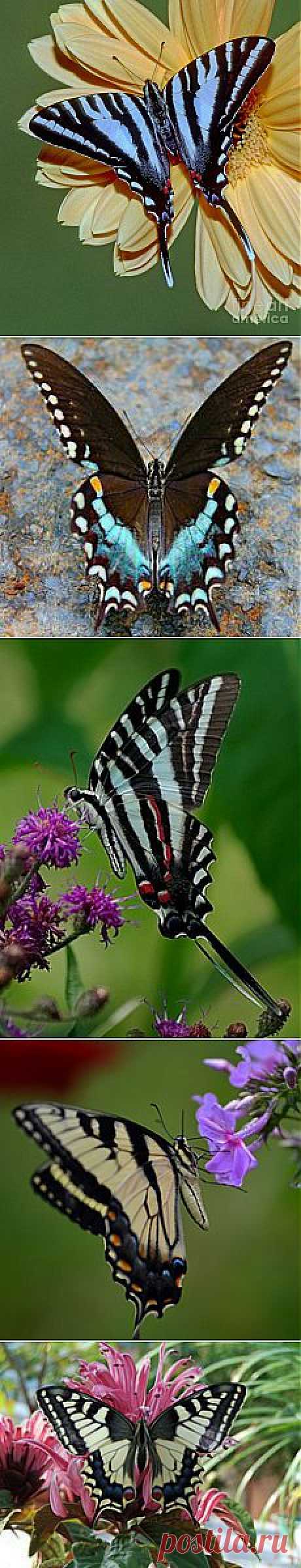 Zebra Swallowtail Butterfly | Butterflies