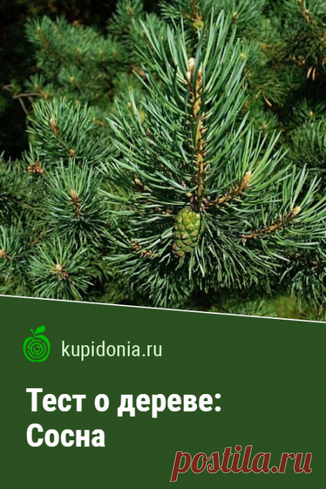 Тест о дереве: Сосна. Интересный тест о сосне из серии тестов о деревьях. Проверьте свои знания!