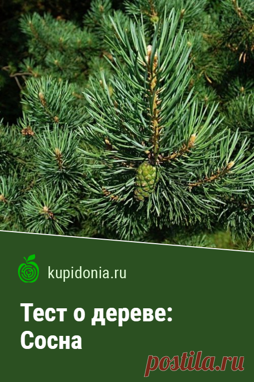 Тест о дереве: Сосна. Интересный тест о сосне из серии тестов о деревьях. Проверьте свои знания!