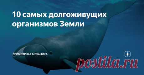 10 самых долгоживущих организмов Земли В 2011 году один из британских исследователей сделал громкое заявление, что уже родился человек, способный прожить 150 лет. Даже если это окажется правдой, подобный срок крайне мал по сравнению со многими организмами планеты. Конечно, чтобы прожить сотни и тысячи лет, лучше быть растением или бактерией, но цифры всё равно впечатляют.
