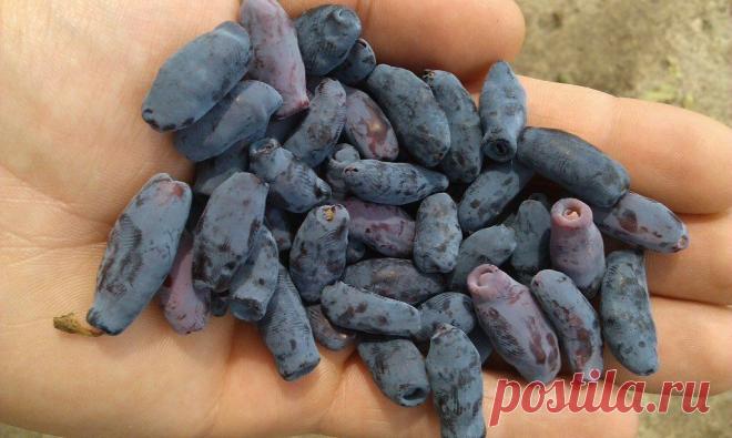 Специально для тех кто решил выращивать самую полезную ягоду в саду - жимолость. Пошаговая... Кусты жимолости можно считать самобесплодными, и для повышения урожая необходимо выращивать несколько сортов одновременно.