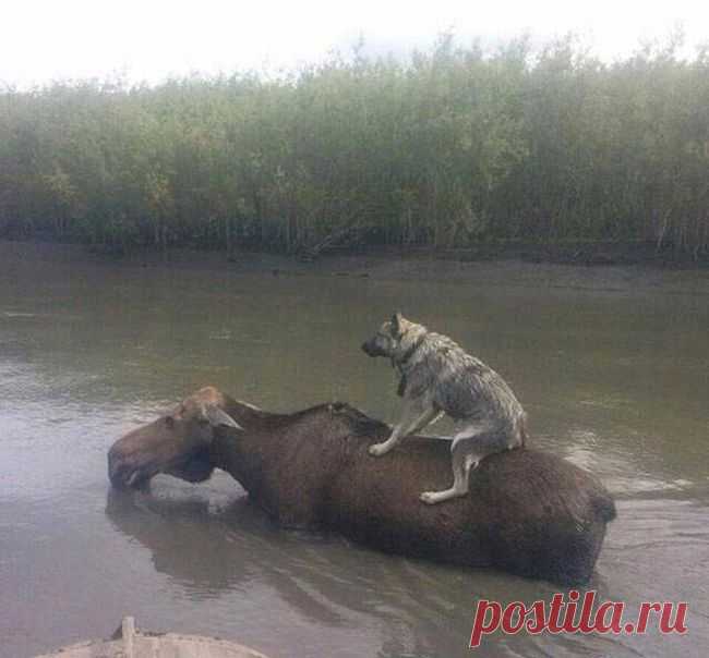 Эти снимки вызовут у вас невероятные эмоции. Класс! / Писец - приколы интернета