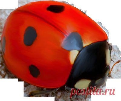 Осенний клипарт,декор PNG