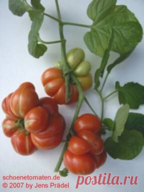 Томатомозг (Reisetomate): Группа Земляки!
