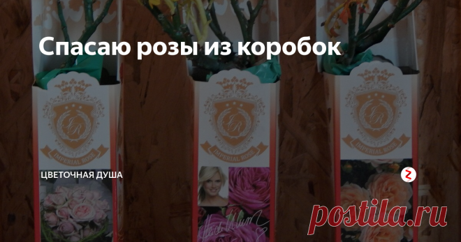Спасаю розы из коробок Несколько дней назад я получила посылку с розами от Топаловичей. Похоже, что по пути ко мне они долгое время  находились в тёплом помещении, потому что у них не то что набухли почки, а появились длинные бледные побеги. Моя наивная попытка приостановить их рост путём размещения в светлом прохладном помещении проблему не решила - побеги зазеленели и продолжили развитие. Ситуация стала критической, в