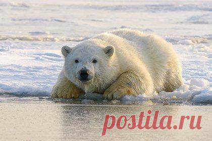 Для белых медведей в ростовском зоопарке установят снежную горку. У белых медведей из зоопарка в Ростове-на-Дону появится снежная горка. Так, рядом с вольером медведицы Кометы установят новый выгульный вольер, в котором будет льдогенератор, создающий снег круглый год. В нем также установят песочницу с теневым навесом. Вольер белого медведя Айона сейчас на ремонте.