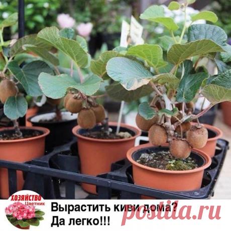 Как вырастить киви дома