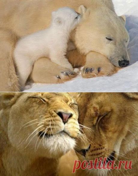 Интересное фото и видео – Фото: Животные – Community – Google+