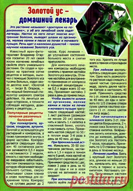 Золотой ус - домашний лекарь