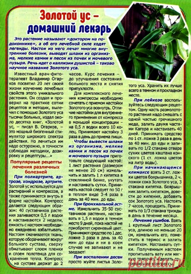 Золотой ус - домашний лекарь