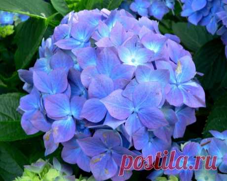 Школа цветоводства 🌸 Наш дом всегда в цветах 🌸