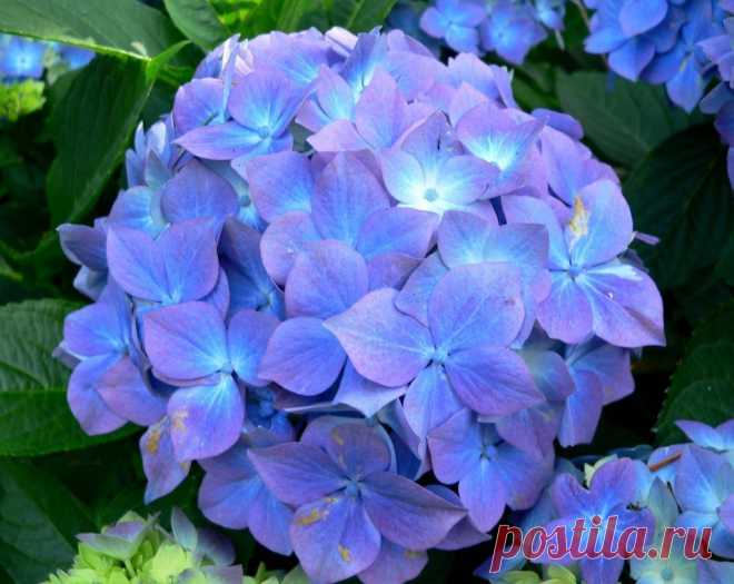 Школа цветоводства 🌸 Наш дом всегда в цветах 🌸