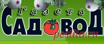 Рассада цветов: растим без ошибок » "Газета садовод" - сетевое издание