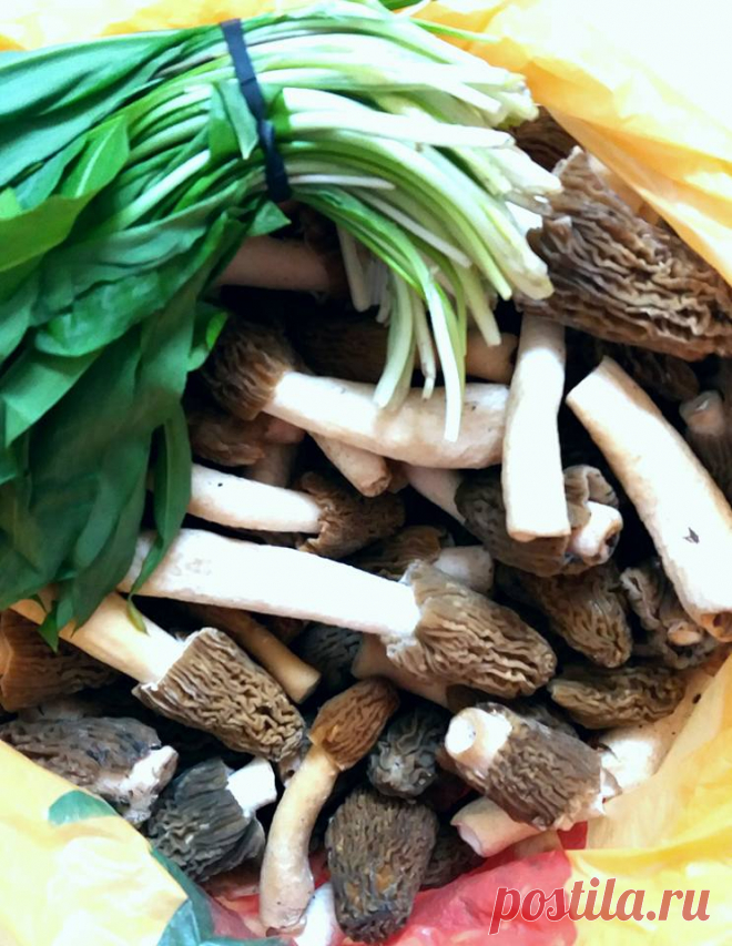 Сезон сморчков открыт сегодня. Не упустите момент попробовать этот деликатес.