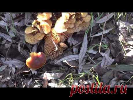 Грибы растущие на деревьях. Это опята или  гриб-двойник?