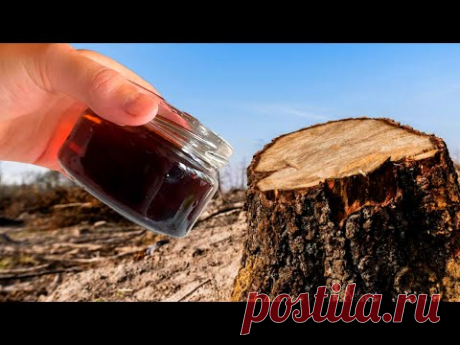 ОЧЕНЬ Легко И Просто Удалить ПЕНЬ Без Корчевки! Вся Процедура Займет Пару Минут Работы!