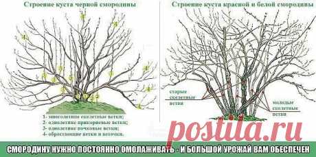 СМОРОДИНУ НУЖНО ПОСТОЯННО ОМОЛАЖИВАТЬ - И БОЛЬШОЙ УРОЖАЙ ВАМ ОБЕСПЕЧЕН

Большинство ягодных растений не требуют к себе очень пристального 
внимания. Но есть среди них два вида, которые нуждаются в постоянном уходе. Это земляника и смородина.

Первой дачники, как правило, уделяют довольно много времени: 
рассаживают, поливают, удобряют, мульчируют грядки, обновляют плантацию.
А вот про смородину чаще всего забывают на долгие десятилетия. И потом удивляются: почему куст дает...