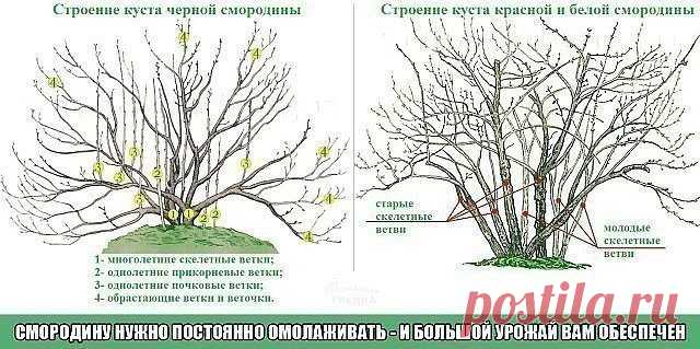 СМОРОДИНУ НУЖНО ПОСТОЯННО ОМОЛАЖИВАТЬ - И БОЛЬШОЙ УРОЖАЙ ВАМ ОБЕСПЕЧЕН

Большинство ягодных растений не требуют к себе очень пристального 
внимания. Но есть среди них два вида, которые нуждаются в постоянном уходе. Это земляника и смородина.

Первой дачники, как правило, уделяют довольно много времени: 
рассаживают, поливают, удобряют, мульчируют грядки, обновляют плантацию.
А вот про смородину чаще всего забывают на долгие десятилетия. И потом удивляются: почему куст дает...