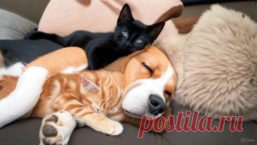 Развод - OGADANIE.RU