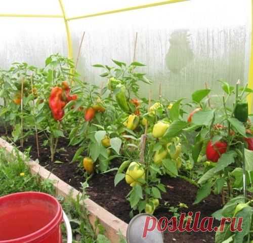 Что нужно делать, чтобы перцы не подкачали и дали огромный урожай