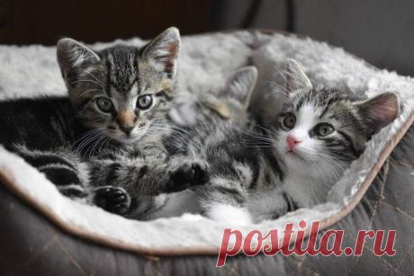 К чему снятся Котята — 45 значений снов про котят по сонникам для девушки, женщины, мужчины