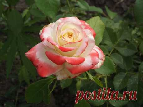 розы