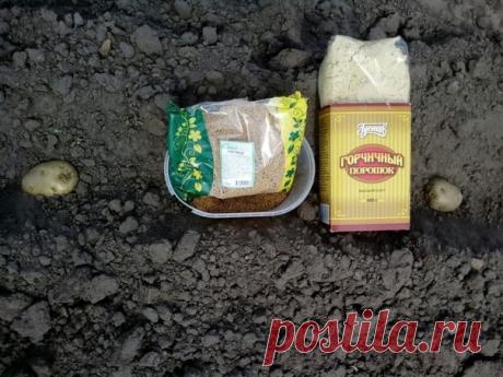 Применение горчичного порошка в огороде.

Порошком горчицы посыпаю сухую почву вокруг хост и других растений, страдающих от слизней.

Против крыжовниковой огневки и пилильщиков июне опрыскиваю ягодные кусты (100 г на 10 л воды, настаивать 2 дня, процедить, разбавить пополам водой и добавить 40 г мыла на каждые 10 л).
Показать полностью...