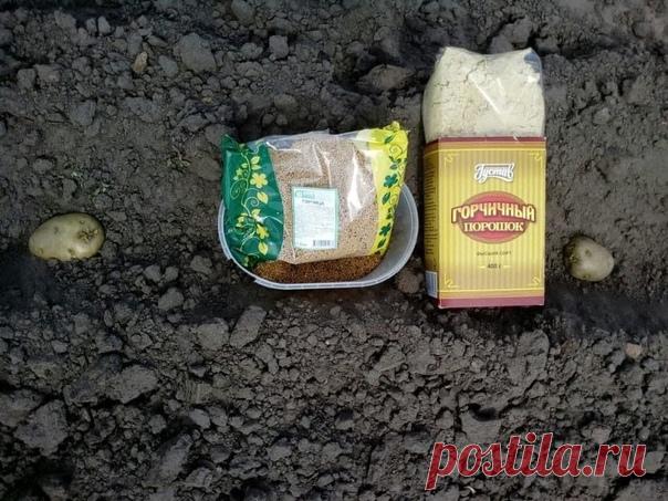 Применение горчичного порошка в огороде.

Порошком горчицы посыпаю сухую почву вокруг хост и других растений, страдающих от слизней.

Против крыжовниковой огневки и пилильщиков июне опрыскиваю ягодные кусты (100 г на 10 л воды, настаивать 2 дня, процедить, разбавить пополам водой и добавить 40 г мыла на каждые 10 л).
Показать полностью...