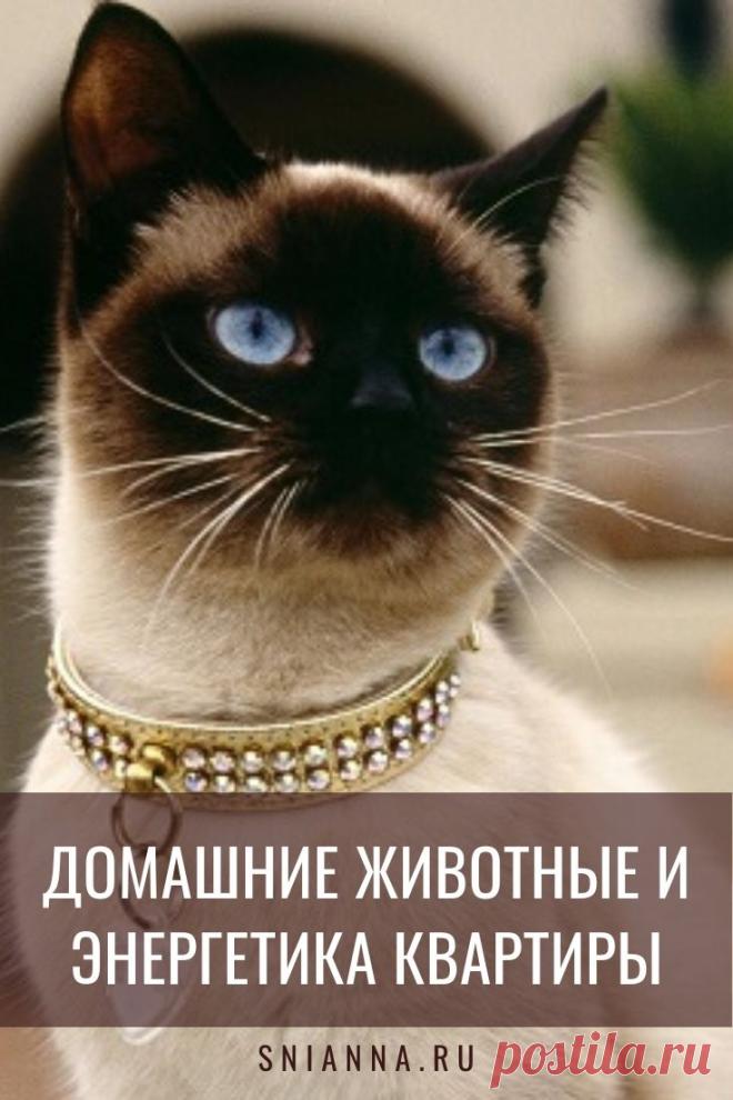 ДОМАШНИЕ ЖИВОТНЫЕ И ЭНЕРГЕТИКА КВАРТИРЫ По древнему китайскому учению – домашние любимцы активно влияют на энергетику квартиры. Как же связаны домашние животные и энергетика квартиры? >>> Кликайте на фото, чтобы прочитать полностью