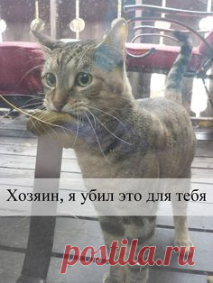 https://mur.tv/wp-content/uploads/2017/02/2XPC40R-1.jpg Звериная шутка-минутка! 18 фото из соцсетей, которые в миг поднимут тебе настроение ;) - https://mur.tv/2017/02/08/zverinaya-shutka-minutka-18-foto-iz-socsetej-kotorye-v-mig-podnimut-tebe-nastroenie/