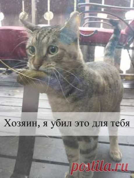 https://mur.tv/wp-content/uploads/2017/02/2XPC40R-1.jpg Звериная шутка-минутка! 18 фото из соцсетей, которые в миг поднимут тебе настроение ;) - https://mur.tv/2017/02/08/zverinaya-shutka-minutka-18-foto-iz-socsetej-kotorye-v-mig-podnimut-tebe-nastroenie/
